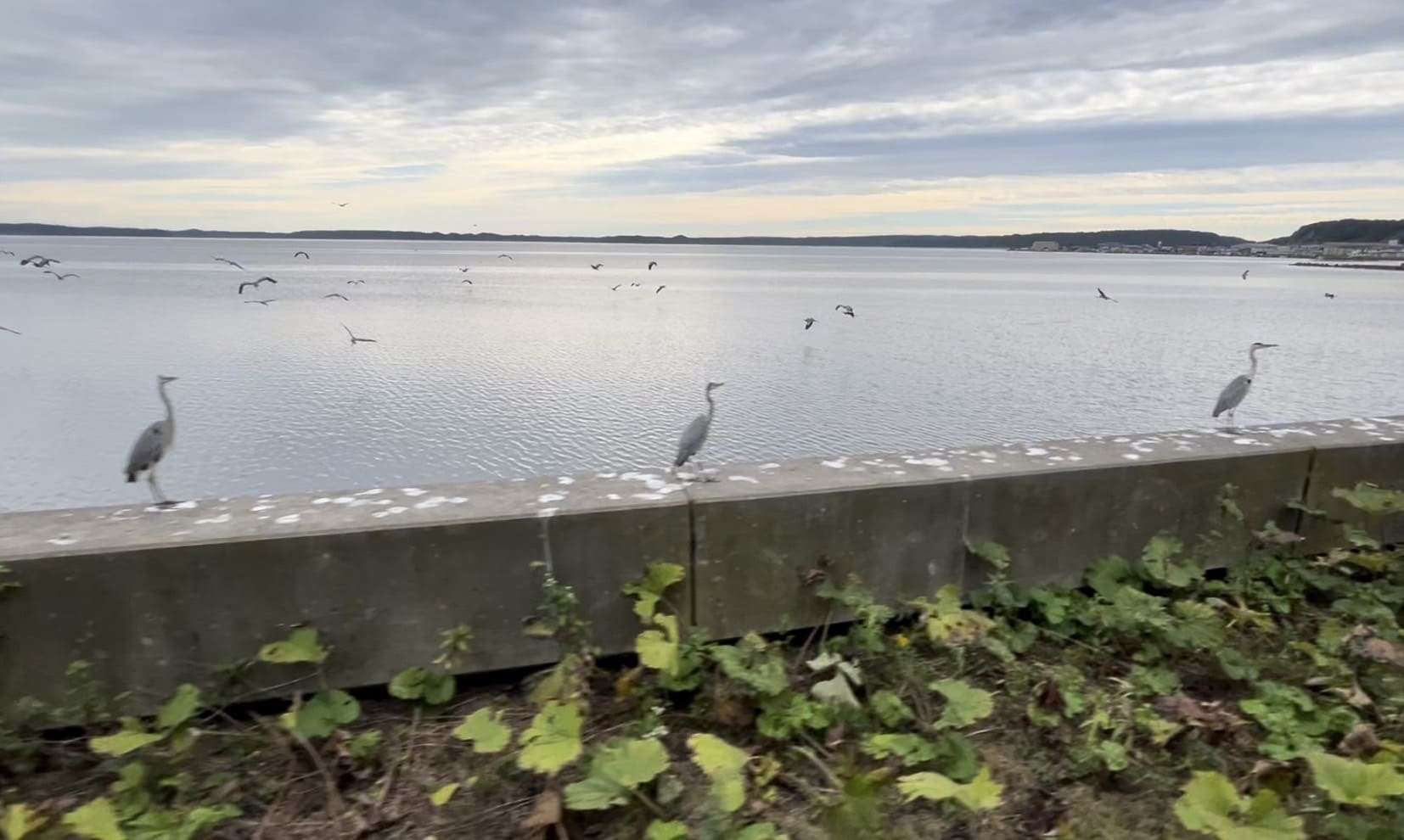 野鳥と厚岸湾